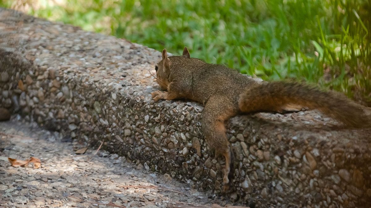 ‘Splooting’: It’s What All the Cool Squirrels Are Doing This Summer