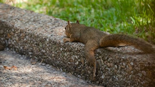 'Splooting': It's What All the Cool Squirrels Are Doing This Summer