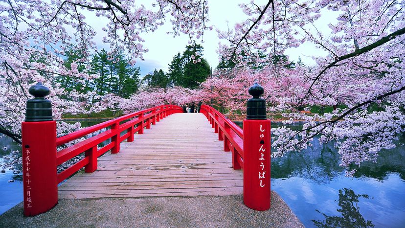 Cherry blossoms are in full bloom at Sakura Bridge, Japan.