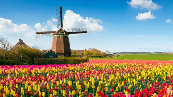 tulips in holland