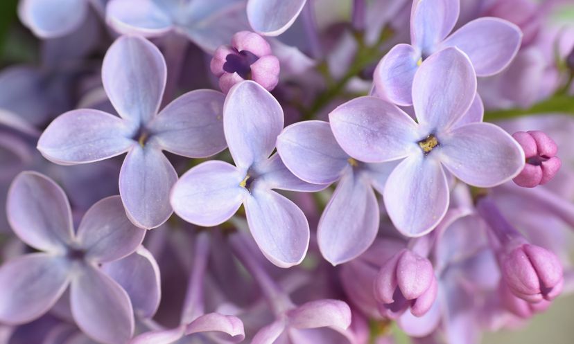 April Showers, May Flowers: The Full-on Flower Quiz