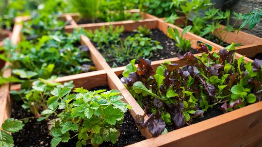 Square Foot Gardening: The Planting Method Created By an Engineer