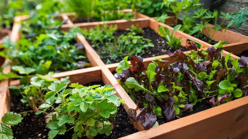 square foot gardening