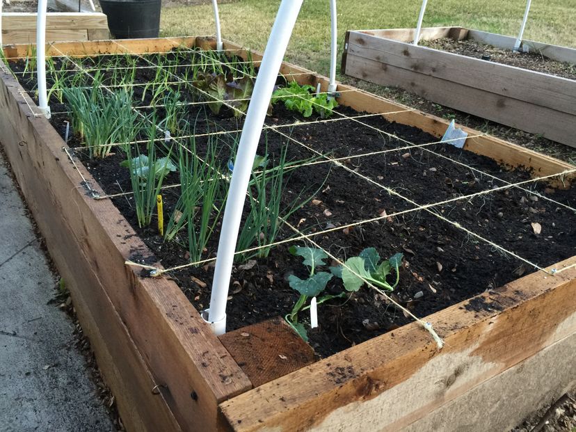 square foot gardening