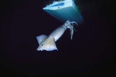 A jumbo squid seems to take aim at a fishing boat in the Gulf of Mexico.