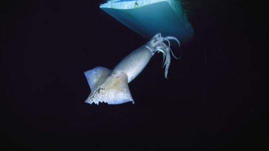 Could a squid take down a submarine?