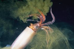 An angry or frightened jumbo squid flees from a diver while shooting a cloud of ink.
