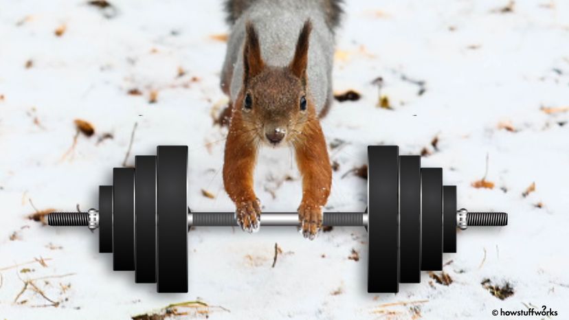 Squirrels Get Jacked During Hibernation; No Weights Needed