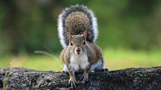 How Long Do Squirrels Live?