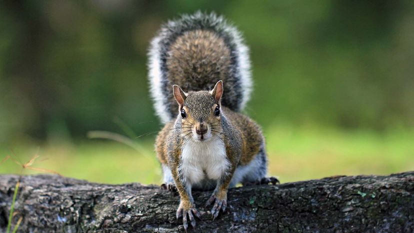 Eastern Gray squirrel