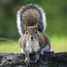 How Long Do Squirrels Live?