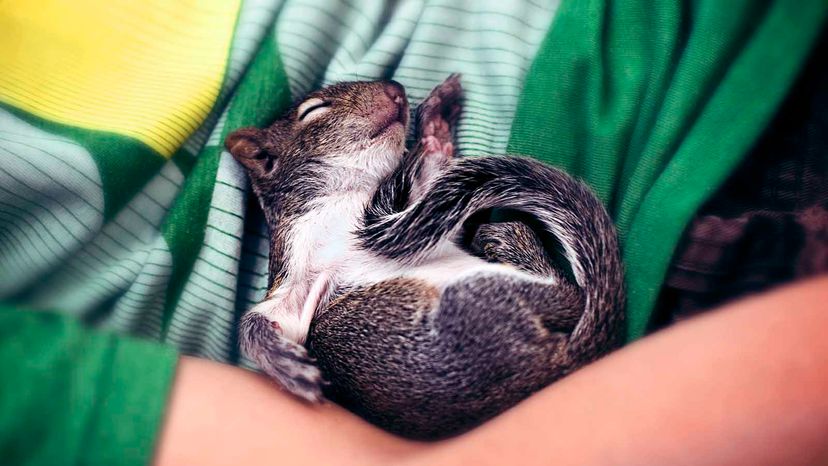 Baby squirrel