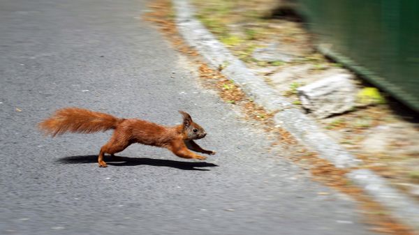 squirrel running in road