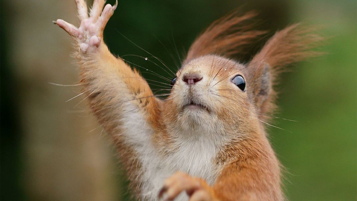 Squirrels Can Be Left- or Right-handed | HowStuffWorks