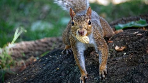 Squirrels Actually Organize Their Nut Hoard — Here's Why | HowStuffWorks