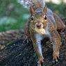 Squirrels Actually Organize Their Nut Hoard — Here's Why