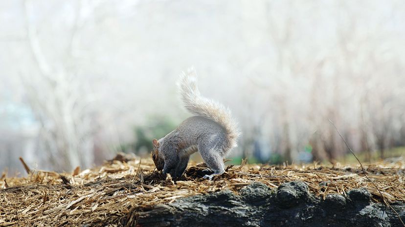 squirrel digging hole
