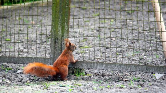 It's Gardening Season: 5 Tips to Keep Squirrels Out