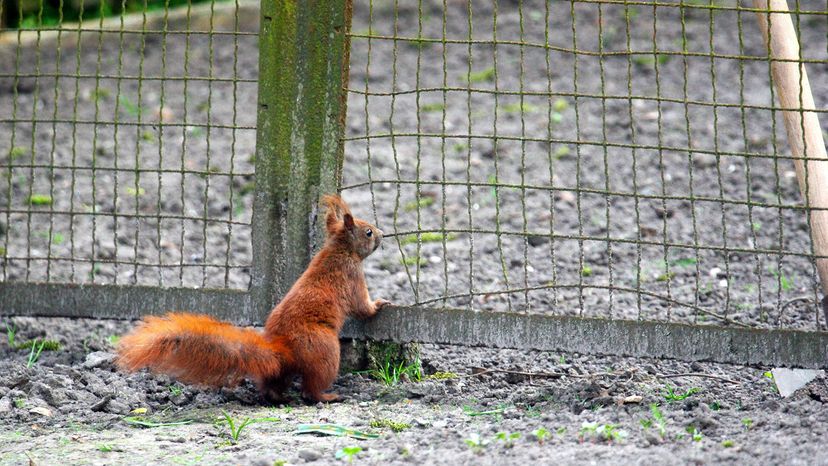 squirrels in garden