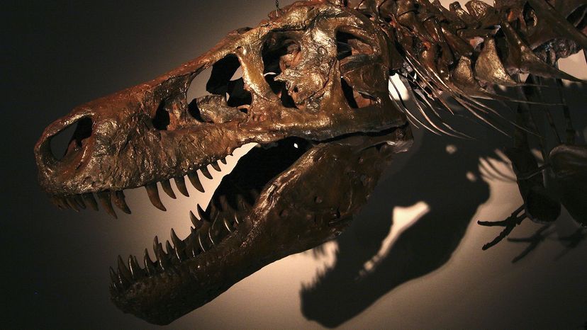 Tyrannosaurus rex and velociraptor may have had lips covering