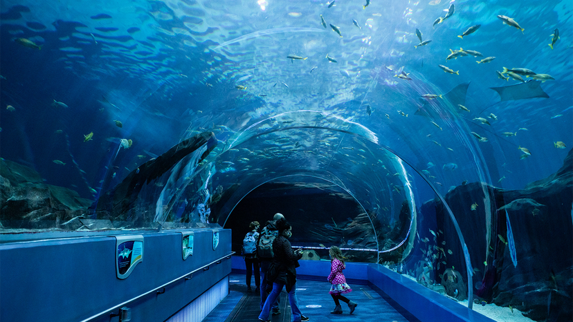 North American Native Fishtanks — Tarpon Bay had a few tanks