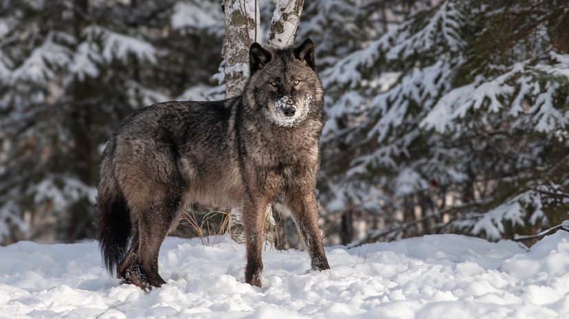 Tundra wolf