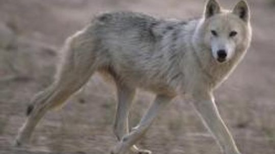 Wolf Image Gallery