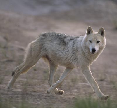 tundra wolf