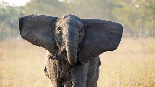 Ivory Poaching Led Only Female Elephants to Evolve Tuskless