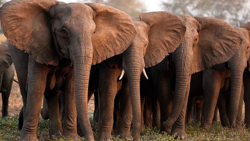 A close grouping of elephants