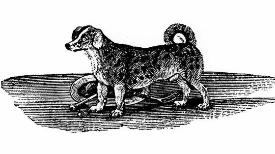 Turnspit Dogs: The Elizabethan Kitchen Gadget Bred to Cook Meat