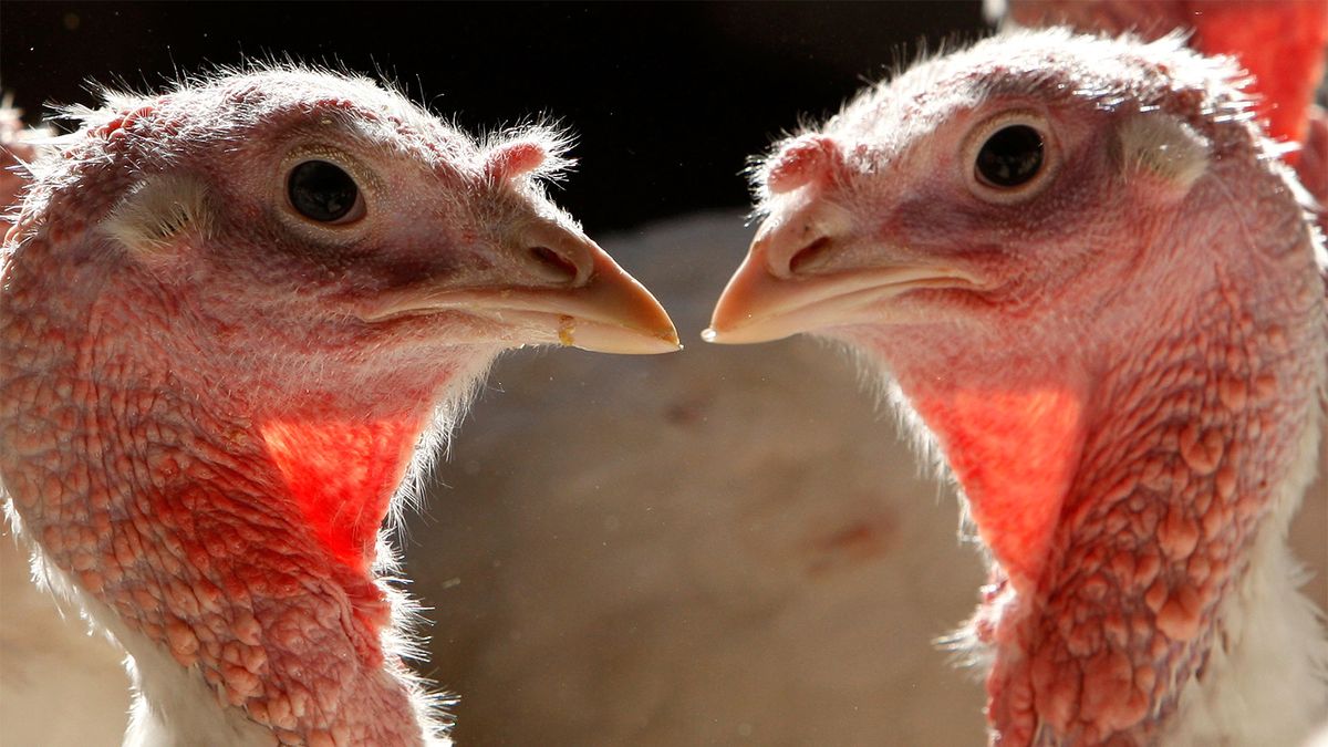 What's the Difference Between White and Dark Meat Turkey? HowStuffWorks