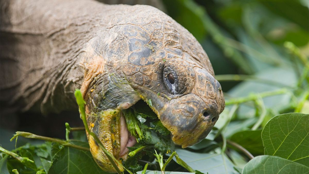 baby turtle eating flower