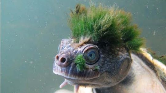 Mary River Turtle Is Last of Ancient Lineage