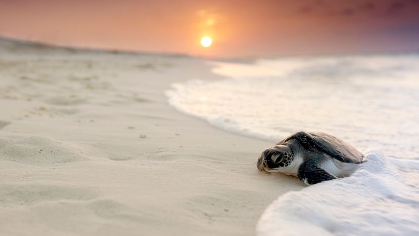 turtle in the beach