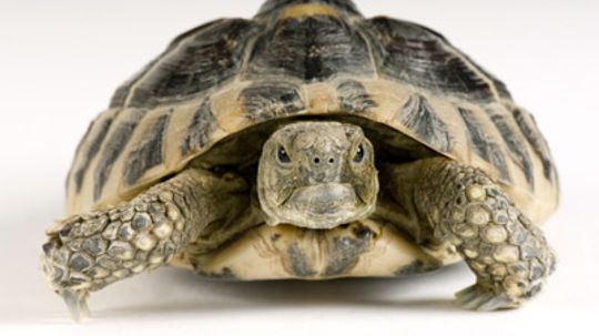 Can a Turtle Outgrow Its Shell?