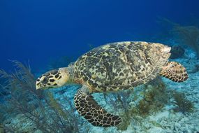 A hawksbill sea turtle swims 