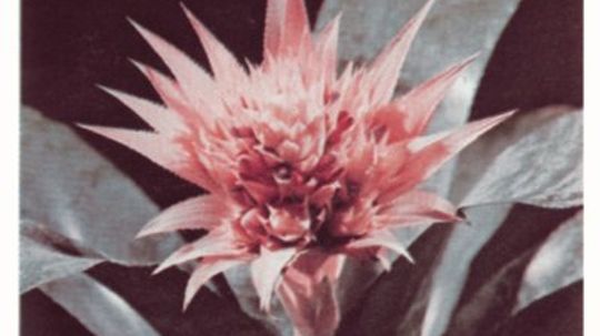 Types of Bromeliads