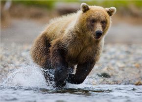 Brown Bear, Species