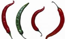 Chili Peppers Size Spiciness