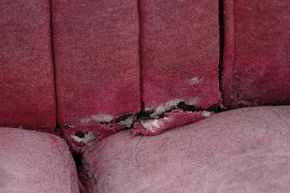Tears or holes in upholstered furniture could be home to rodents.
