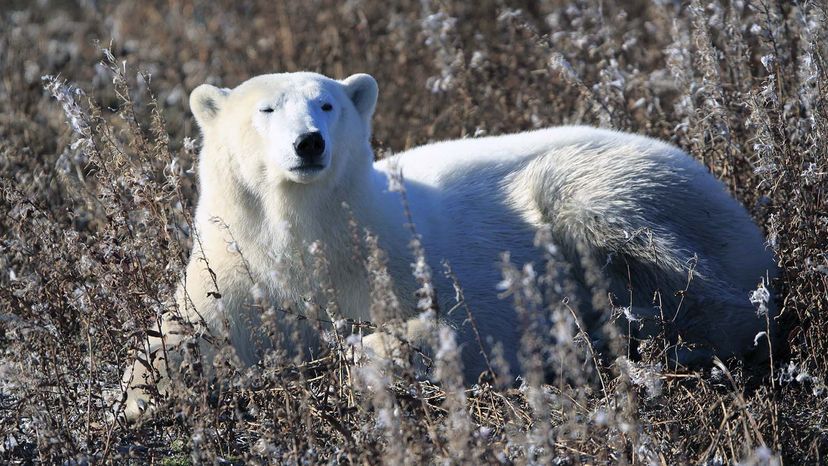 Taiga Animals: List Of Animals That Live In The Taiga Biome With