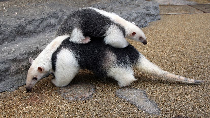 anteater tongue anatomy