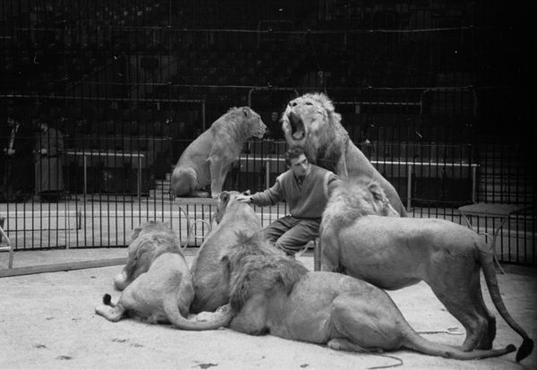 A lion tamer sits surrounded by lions; one has its mouth open directly behind him.