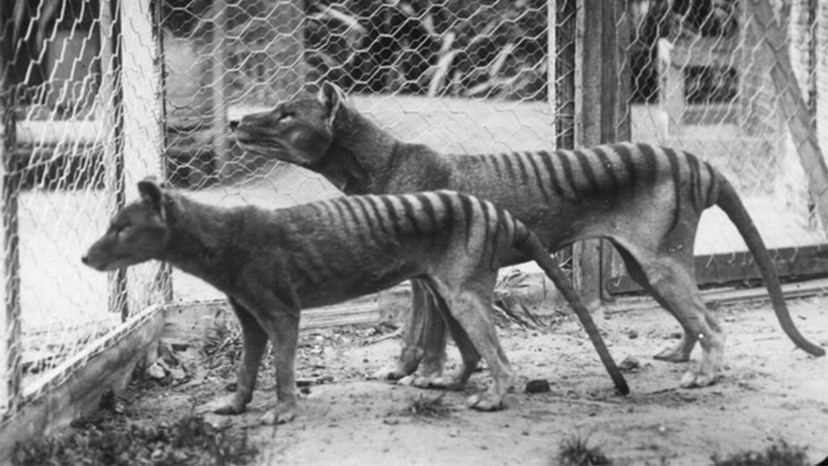 Tasmanian tiger	