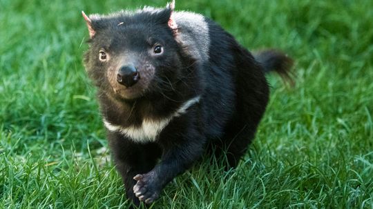 Are Tasmanian Devils Fighting Their Way Out of Extinction?