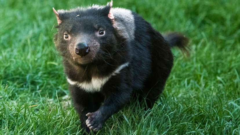 Tasmanian devil