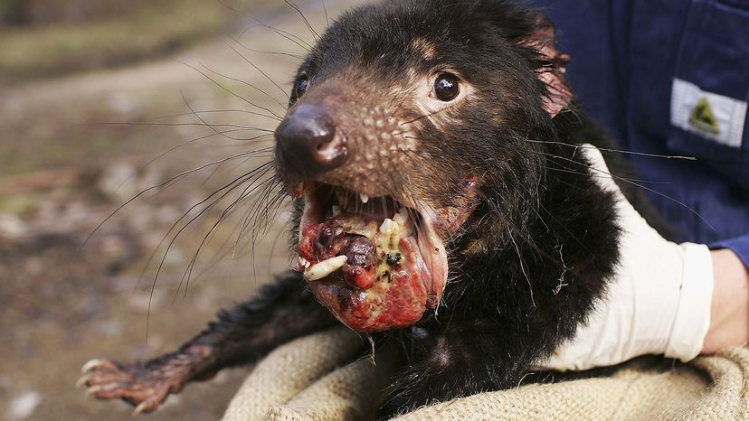 Tasmanian devil with Devil Facial Tumor Disease