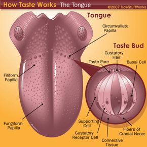 parts of the tongue taste buds