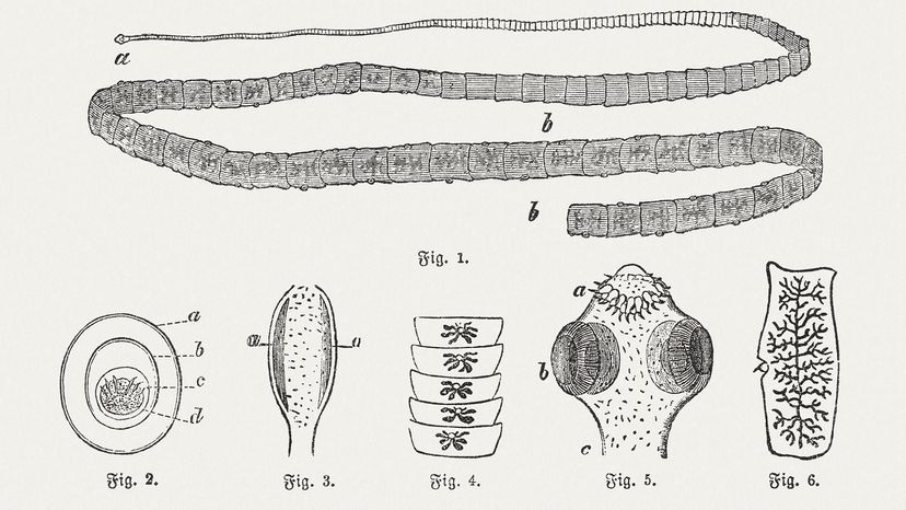 tapeworm engraving
